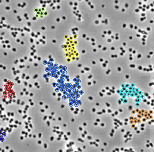 Collective cell motion in a
                                    colony